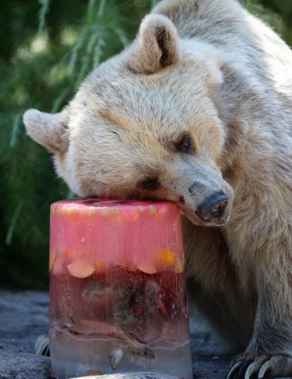Để tăng sức hấp dẫn với các loài động vật, người ta cho thức ăn vào trong những tảng băng.