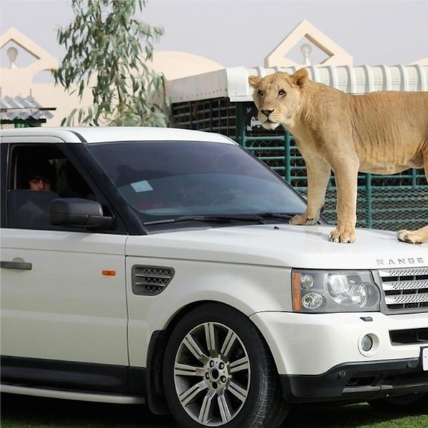 Lối sống theo phong cách đại gia Dubai, siêu xe và &quot;mèo&quot;.