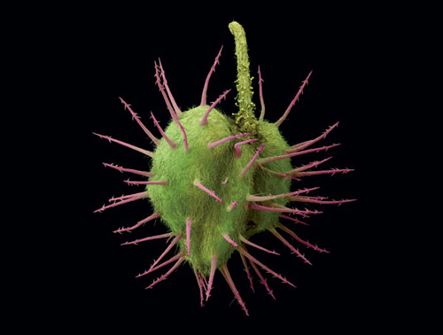 Trông nó giống như trái tim của quỷ hay xuất phát từ địa ngục. Nhưng thực chất nó là một phần của một loài hoa màu tím vô hại. Ảnh: Rob Kesseler