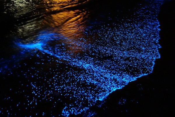 Xem bờ biển đom đóm phát sáng tuyệt đẹp ở Maldives 2