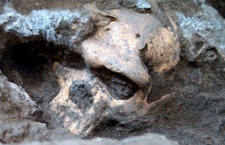 Skull 5: A New Individual Homo Species?
