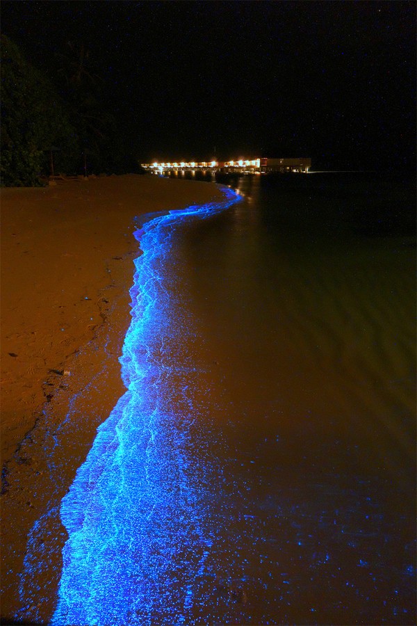 Xem bờ biển đom đóm phát sáng tuyệt đẹp ở Maldives 4