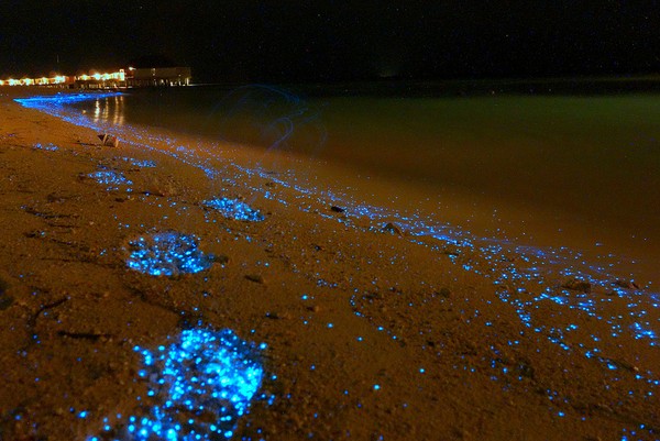 Xem bờ biển đom đóm phát sáng tuyệt đẹp ở Maldives 6