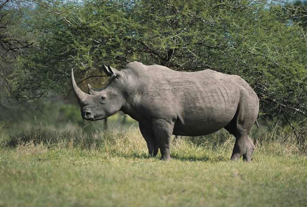 Những con Tê giác đang đứng bên bờ vực tuyệt chủng