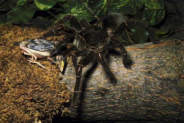 Những loài nhện kỳ lạ, đẹp và độc nhất thế giới