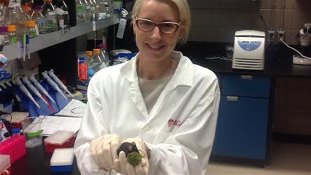  Giáo sư Kimmins và một con chuột đực trong thí nghiệm 