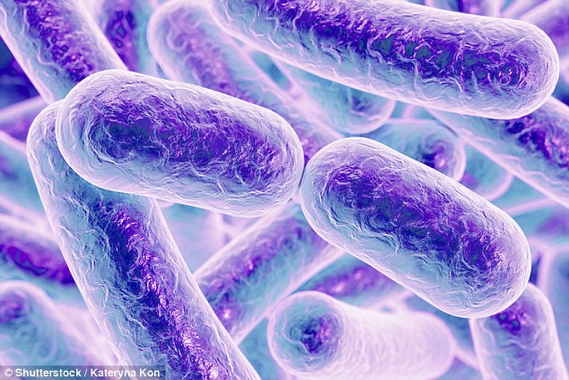  Vi khuẩn Paenibacillus cổ đại bị cách ly trong lòng đất, nhưng bất ngờ nó kháng 7/10 loại kháng sinh 