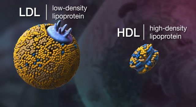 Khi phân loại lipoprotein theo tỉ trọng, chúng ta có được cholesterol LDL và HDL 