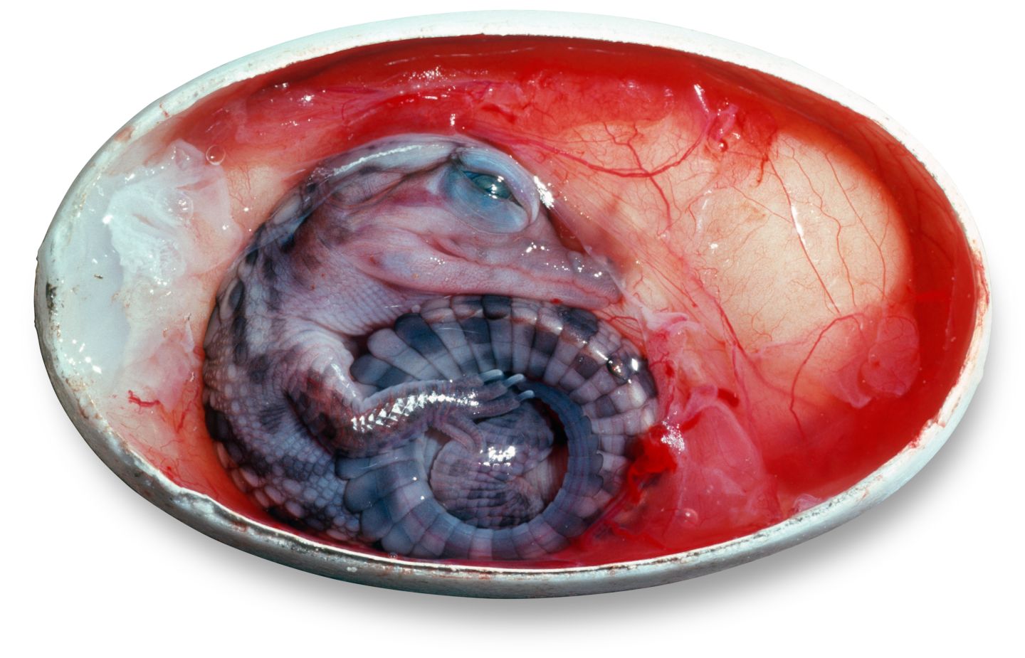  Trứng của c&aacute; sấu. 