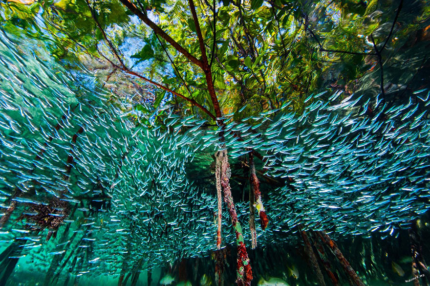 
Hàng nghìn con các bạc má tạo thành vòng xoáy ở các rặng san hô tại rừng ngập mặn ở Cuba. Loài cá có kích thước chỉ bằng ngón tay có tập tính này để gây hoang mang cho những con cá săn mồi.

