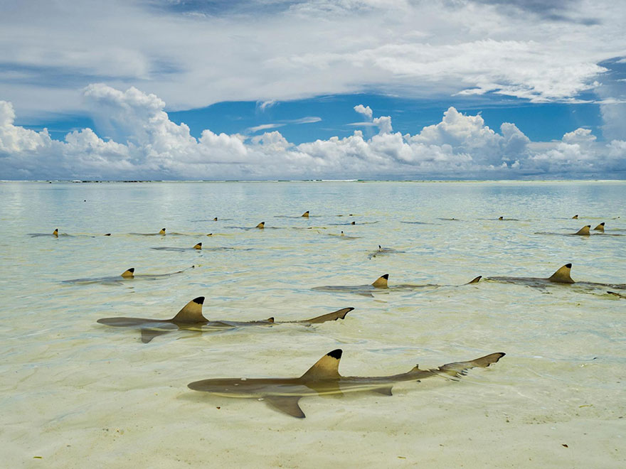 
Thơ thẩn trong inches nước ấm, cá mập vây đen chờ đợi cho thủy triều để đổ nước vào đầm phá ở Seychelles Aldabra Atoll.Những chú cá mập vây đen thơ thẩn trong làn nước ấm để đợi thủy triều ở đảo Aldabra - đảo san hô lớn thứ 2 thế giới thuộc Ấn Độ Dương. Nơi đây chưa có người ở vì bị thiên nhiên cô lập, đây là một trong những nơi hiếm hoi trên trái đất chưa bị ảnh hưởng bởi bàn tay con người
