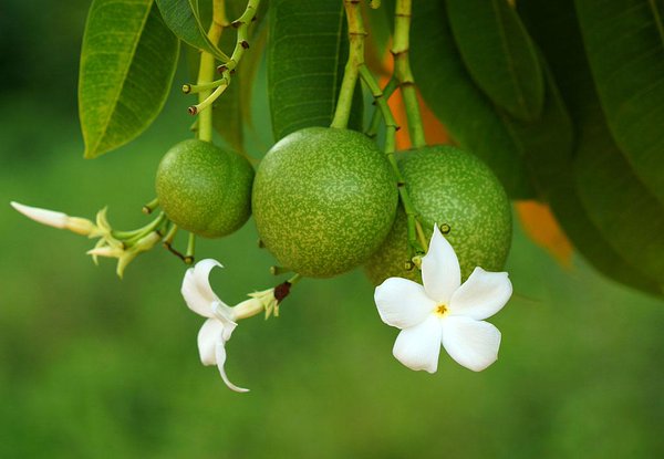  Quả cây Manchineel. 