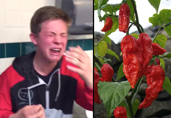 Phản ứng của một cậu bé khi ăn ớt ma