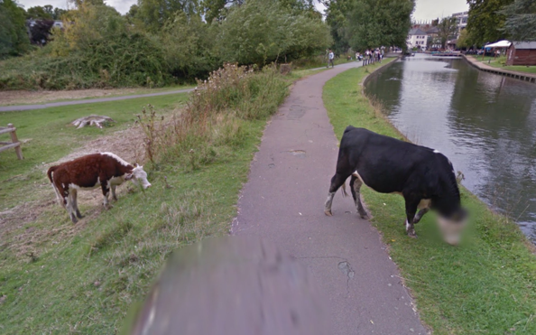  Dường như nhóm phát triển Google Street View đã tôn trọng quyền riêng tư quá đà khi làm mờ mặt một chú bò, giống như cách làm của họ đối với người dân vô tình xuất hiện trong tầm ngắm của camera. 