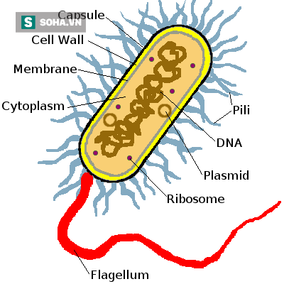  Hình 1: Cấu trúc vi khuẩn 