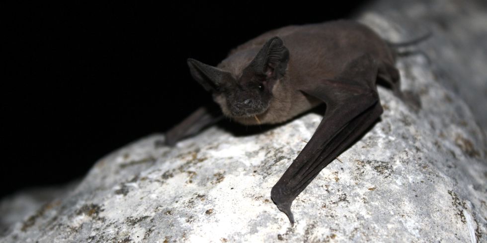 Kh&ocirc;ng phải chim cắt, lo&agrave;i dơi n&agrave;y mới ch&iacute;nh l&agrave; động vật nắm giữ tốc độ bay kh&ocirc;ng tưởng, giữ ng&ocirc;i đầu tr&ecirc;n thế giới - Ảnh 2.