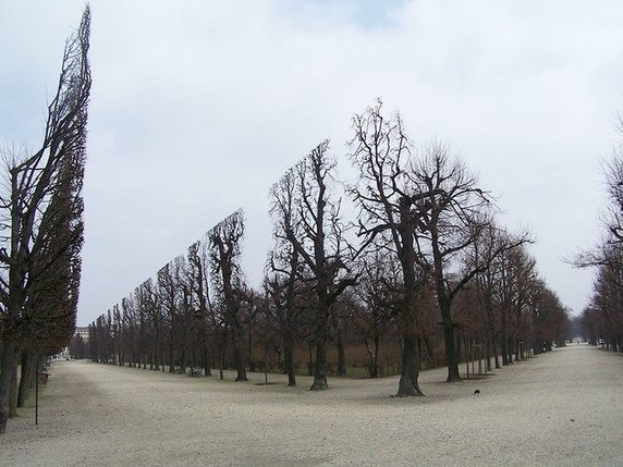  Những cái cây được cắt tỉa hoàn hảo trong công viên Schonbrunn. 
