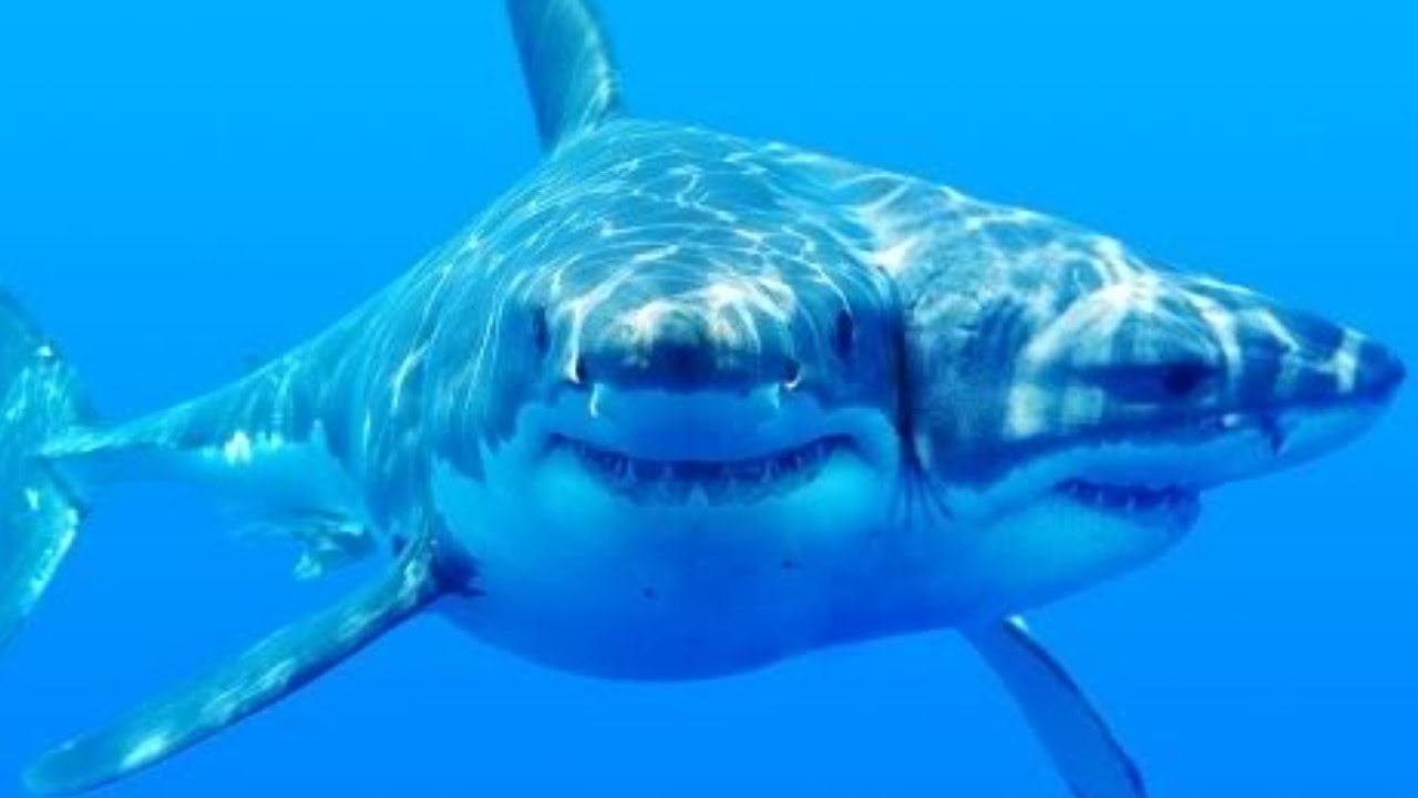 Một con cá mập 2 đầu đang được các nhà khoa học nuôi dưỡng, ác ...