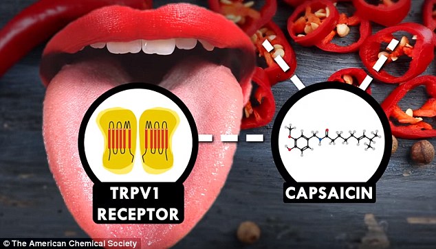  Capsaicin là chất độc thần kinh, thứ có trong ớt và khiến nó có vị cay. 