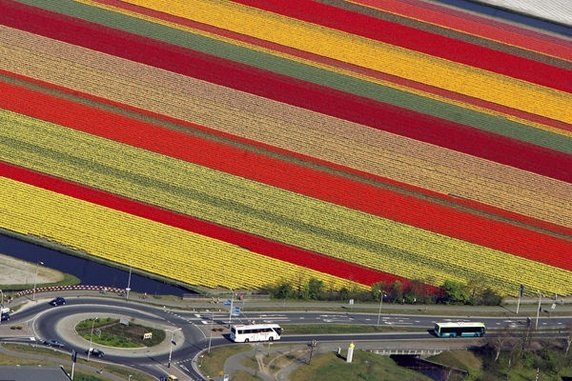  Cánh đồng hoa nhiều màu sắc đều nhau ở Hà Lan nhìn từ trên cao trông như được đổ màu vào. 