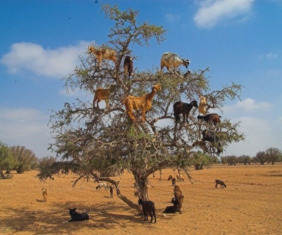  Bạn đừng tưởng người ta ghép những con dê này lên cây, chúng thật sự có khả năng leo trèo đấy. 