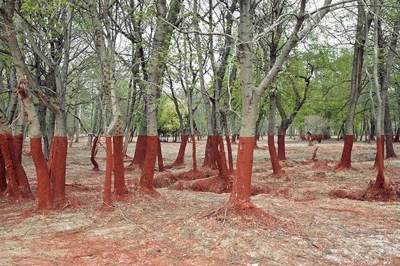  Những cái cây sau khi bị phun chất độc ở Hungary 