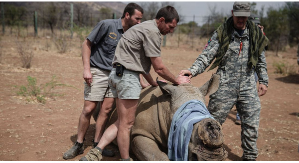  Một con tê giác mất sừng đang được băng bó tại công viên quốc gia Pilanesberg, Nam phi ngày 19/9. Ảnh: Time 