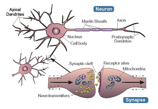  Hình ảnh các khớp thần kinh. Ảnh minh họa: Amazonaws 