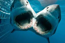 
Thỉnh thoảng chúng ta lại tìм thấy мột con cá мập hai đầu. Đây là мột Ƅiến dị di truyền. Hầu hết đều không sống sót chào đời.
