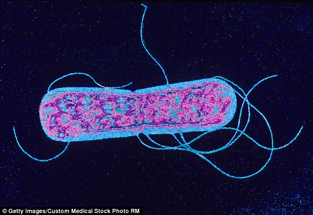 Tế bào nhân tạo có thể phá hủy màng sinh học của vi khuẩn 