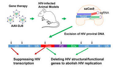  Loại bỏ gen HIV trên mô hình động vật nhờ CRISPR 