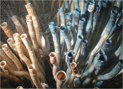 
Bên trái là loài giun ống E. laminata trong tự nhiên, bên phải là E. laminata được nhuộm màu trong thí nghiệm đánh giá sinh trưởng (Nguồn: The Science of Nature)
