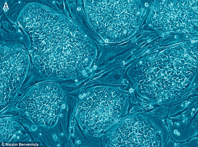 
Một số tế bào gốc sẽ vẫn tiếp tục duy trì và cố gắng phục hồi. Tế bào gốc tai trong ở chuột chết sau 5-10 ngày vẫn có thể được nuôi trong ống nghiệm, các tế bào liên kết ở dê vẫn có thể được nuôi cấy 41-160 ngày sau khi con vật chết, theo tiến sĩ Noble.
