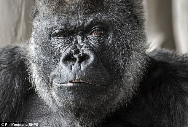  Sau khi bị ăn chuối bịp, chú gorilla vốn cư xử rất đàn ông đã trở nên thô lỗ. Nhưng không sao, thấy vui là được... 