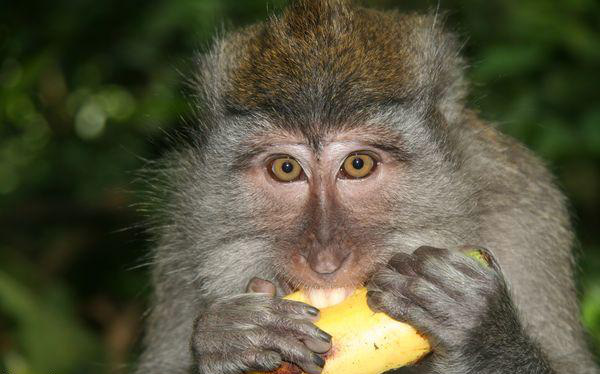  Khỉ Macaca Đuôi Dài được thí nghiệm thành công với thuốc chế tạo từ GDF15 và không có biểu hiện tác dụng phụ nào. 