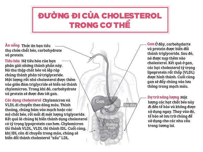  Vai trò của cholesterol, một loại chất béo trong cơ thể 