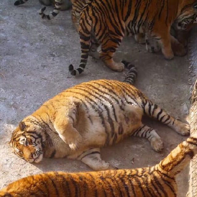  Phải chăng những con hổ này cũng ăn uống bừa phứa khi Tết đến xuân về? 