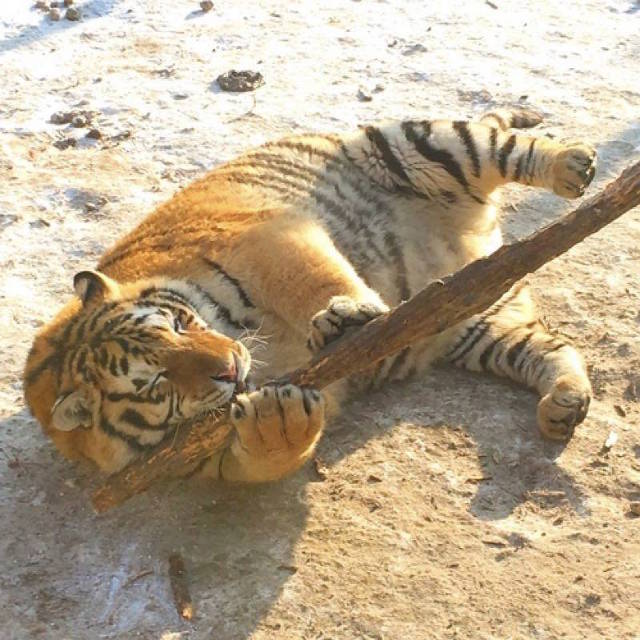  Theo đại diện vườn thú, loài hổ Đông Bắc thường có thói quen ăn rất nhiều để vượt qua giá lạnh của mùa đông nơi đây, đến mùa xuân cơ thể của chúng sẽ lại thon gọn như trước. 