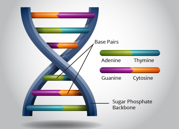  Cấu trúc của những DNA, một hình thang xoắn với các cặp cơ sở A-T, G-C 