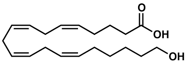  Cấu trúc phân tử của axit 20-Hydroxyeicosatetraenoic 