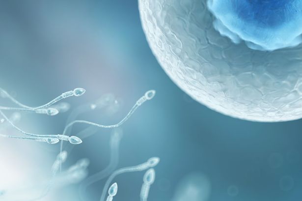  Tế bào da có thể biến thành tinh trùng giúp điều trị vô sinh ở nam giới 