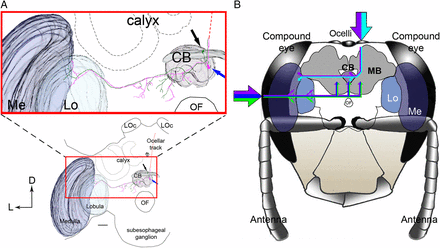 Vị trí và cấu trúc của ocelli