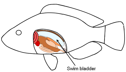  Bong bóng cá (Swim bladder) 