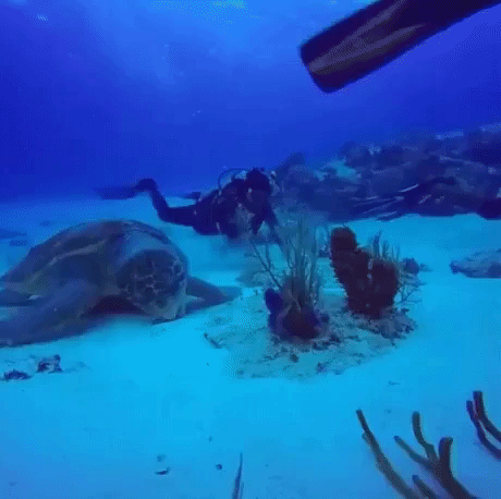  Một con rùa biển khổng lồ. 