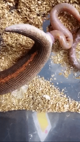  Có thể bạn chưa biết: Một số loài rắn đẻ con thay vì trứng. 