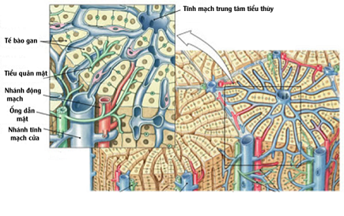  Cấu trúc của gan có độ phức tạp cao 