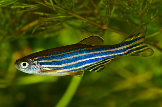70% lượng gene của con người có thể được tìm thấy trong loài cá này