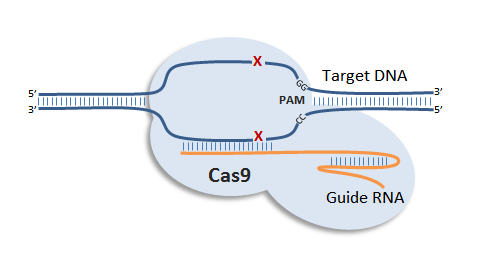  Mô hình CRISPR/Cas9 