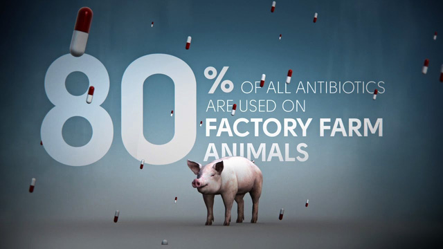  Lạm dụng kháng sinh trong chăn nuôi là một nguyên nhân dẫn đến tình trạng kháng kháng sinh phức tạp như hiện nay 