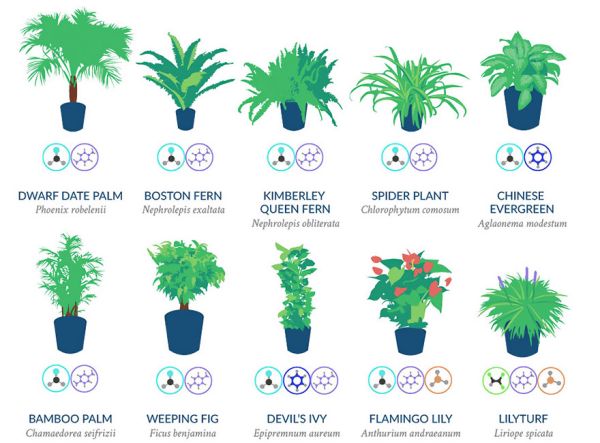 Nasa giới thiệu 17 loại cây cảnh giúp thanh lọc không khí cực tốt, phù hợp cho ngày Tết - Ảnh 1.
